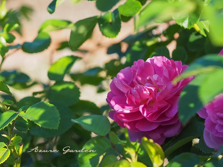 泉南市のデビッド・オースチン ローズガーデンに咲く濃いピンクのイングリッシュローズ