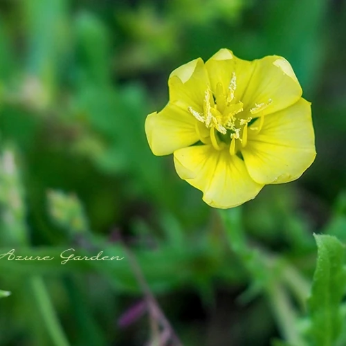 コマツヨイグサ（小待宵草）- Cutleaf evening primrose
