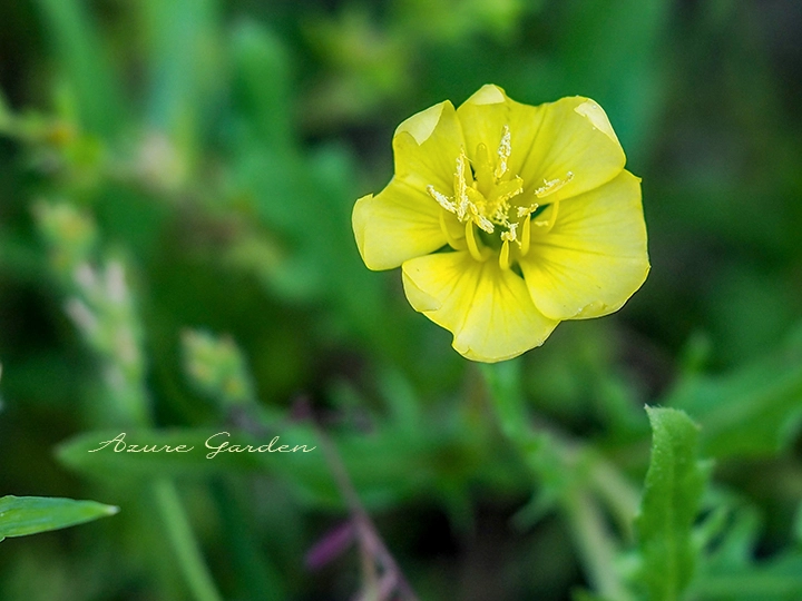 コマツヨイグサ（小待宵草）- Cutleaf evening primrose
