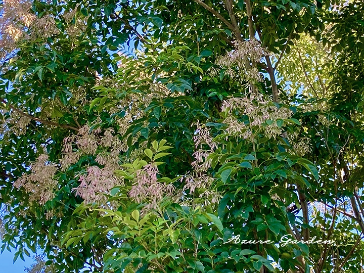 シマトネリコ（Evergreen ash）