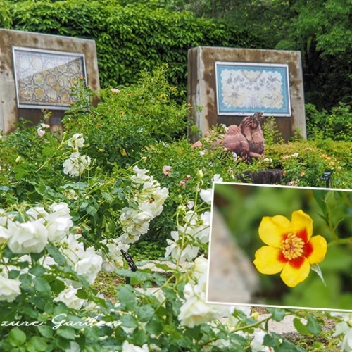 ぎふワールドローズガーデン　ペルシャのバラの庭（Persian Rose Garden）