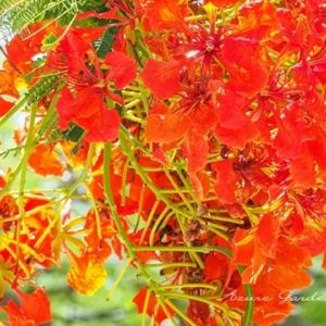 ホウオウボク（鳳凰木）｜初夏から初秋に咲く南国の花の特徴