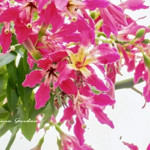 トックリキワタ（徳利木綿）｜幹が膨らむ不思議な花木