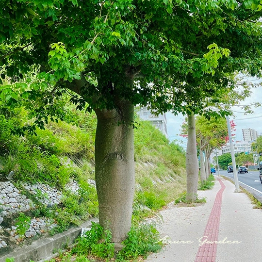 徳利のように膨らんだ幹を持つトックリキワタ