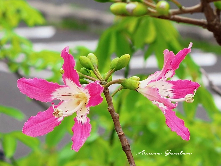 波打つピンク色の花弁を持つトックリキワタの花