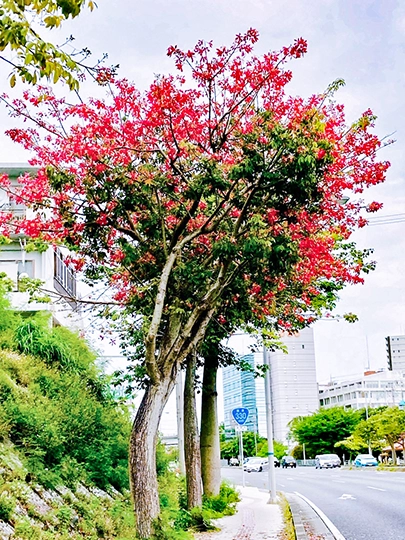 沖縄の街路樹として植えられたトックリキワタ