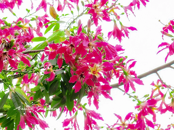 枝先に鮮やかなピンク色の花を咲かせるトックリキワタ