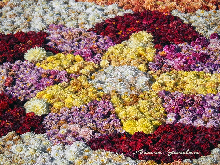 ダリアの花絵 - 2024