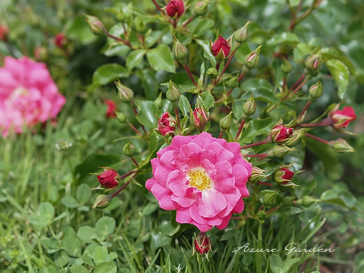 フラワーカーペットローズピンク(Flower carpet rose pink)