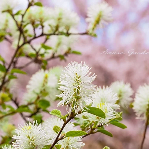 シロバナマンサク（白花満作）- Fothergilla