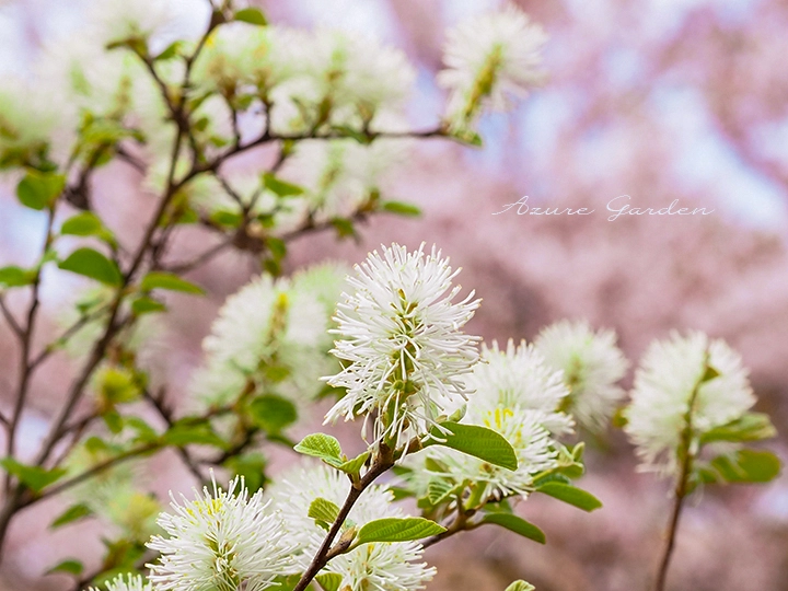 シロバナマンサク（白花満作）- Fothergilla