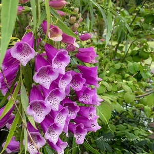ジギタリス｜イングリッシュガーデンを彩る初夏の花