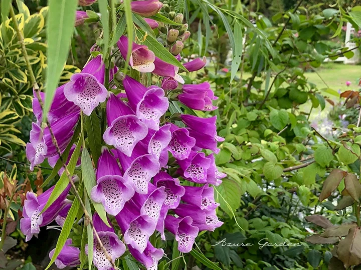 ジギタリス（Foxglove）