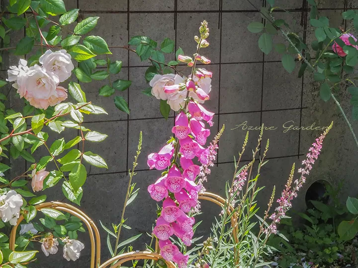 ローズガーデンに咲くジギタリスの植栽例