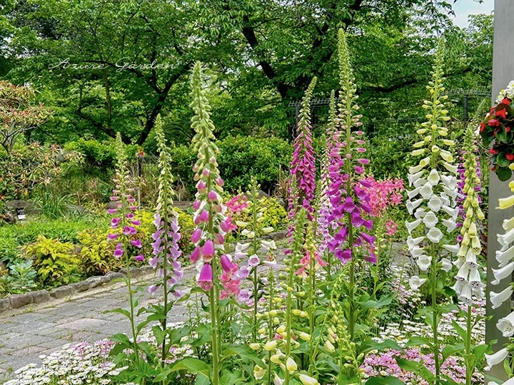 公園で見かけたジギタリスをカラフルに使った植栽例