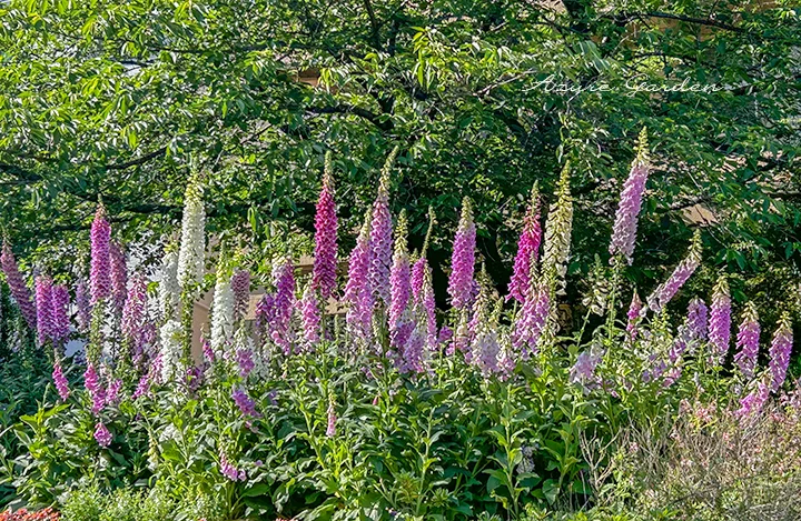 レイズドベッドに植えられたジギタリスの植栽例