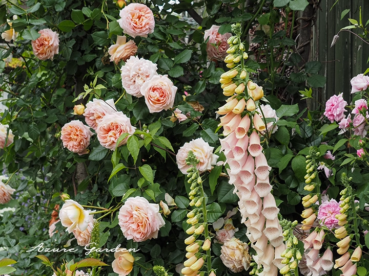 イングリッシュローズと組み合わせたジギタリスの植栽例