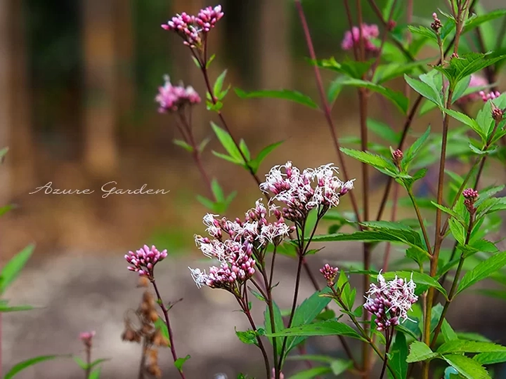 フジバカマ（藤袴）- Fragrant eupatorium