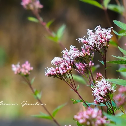 フジバカマ（藤袴）- Fragrant eupatorium