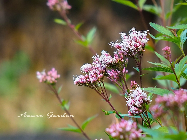 フジバカマ（藤袴）- Fragrant eupatorium