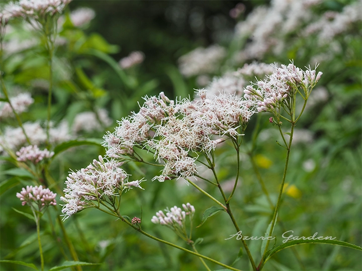 フジバカマ(藤袴)- Fragrant eupatorium