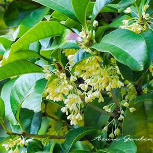 ギンモクセイ（銀木犀）｜優しく控えめな香りを漂わせる秋の白い花