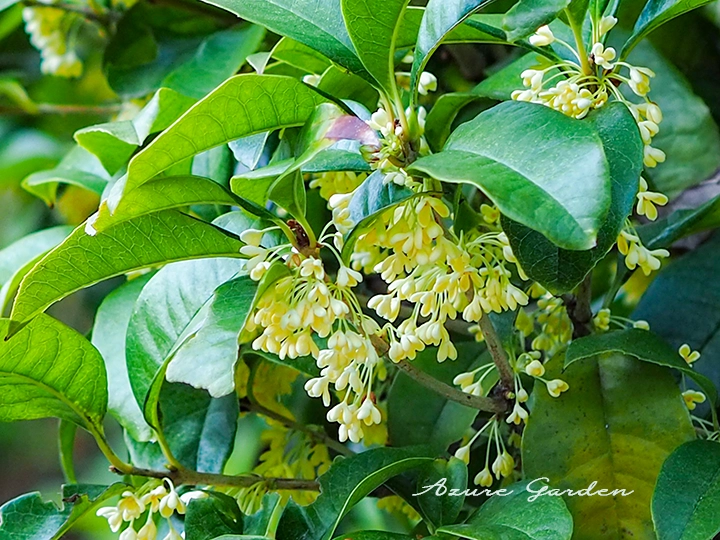 ギンモクセイ（銀木犀）- Tea Olive