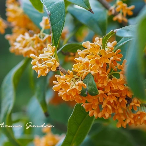 キンモクセイ（金木犀）- Fragrant orange colored olive