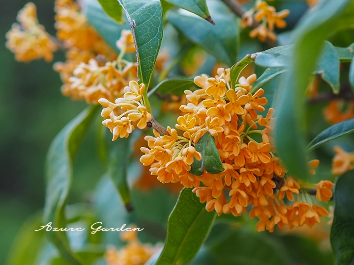 キンモクセイ（金木犀）- Fragrant orange colored olive