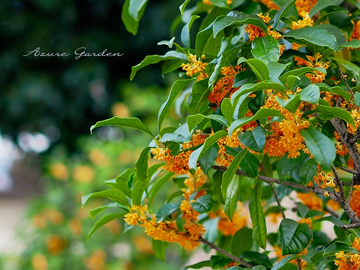 キンモクセイ(fragrant orange-colored olive)