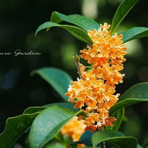 キンモクセイ(金木犀)|甘い香りとともに秋を告げる花