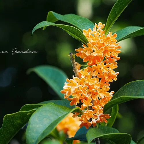 キンモクセイ（金木犀）fragrant orange-colored olive