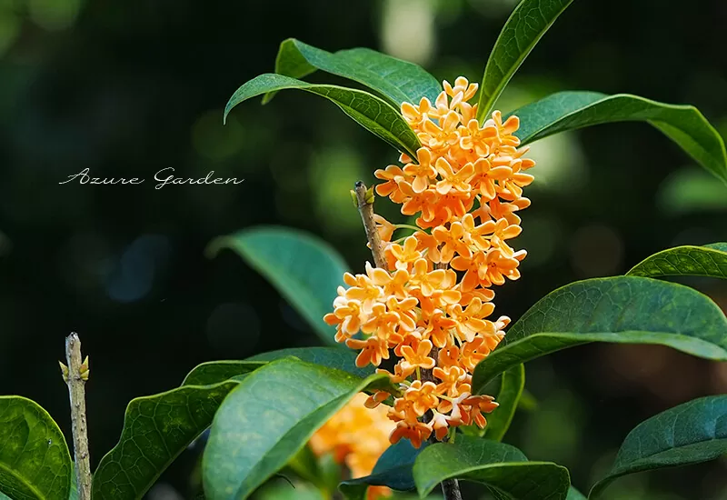 キンモクセイ（金木犀）fragrant orange-colored olive