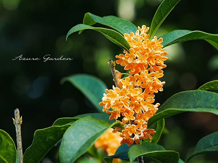 キンモクセイ（fragrant orange-colored olive）