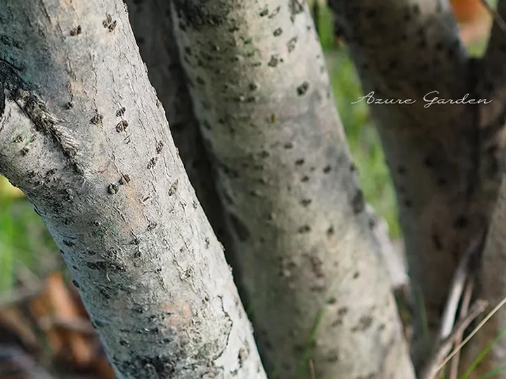 キンモクセイ（fragrant orange-colored olive）