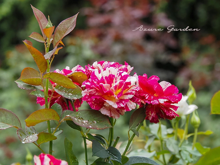 モーリス・ユトリロのバラ