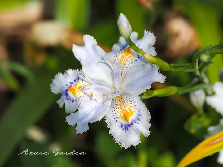 青紫色と黄色の模様が特徴のシャガの花