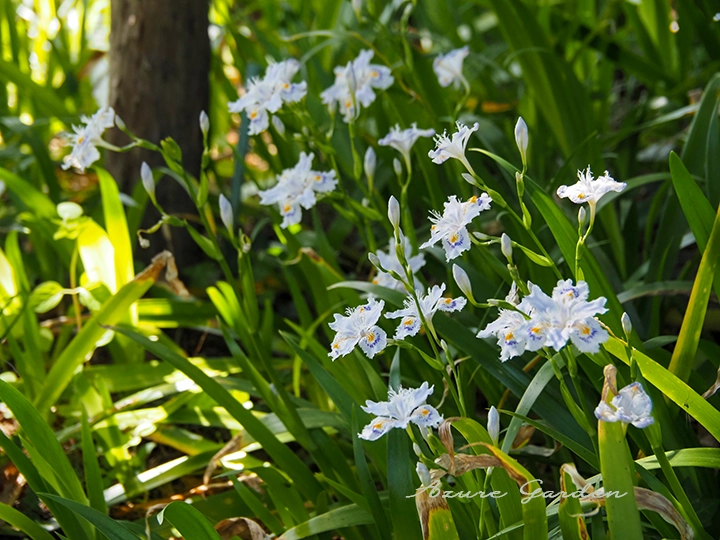 木陰で群生するシャガ