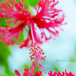 フウリンブッソウゲ（風鈴仏桑華）｜長く垂れ下がる花が特徴のハイビスカスの仲間