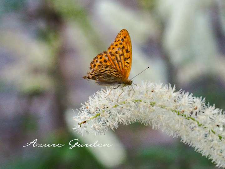 ヒョウモンチョウ(Fritillary)