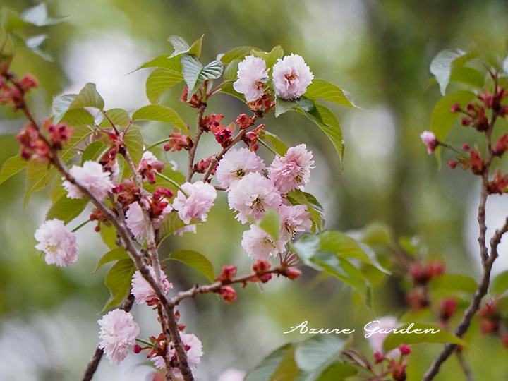 福桜（ふくざくら）- 'Fukuzakura' sakura