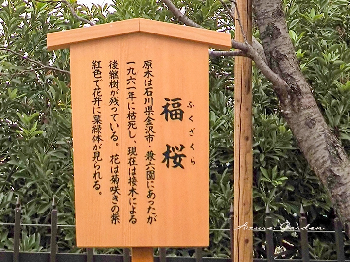 新品種「福桜」の案内板 - 2026