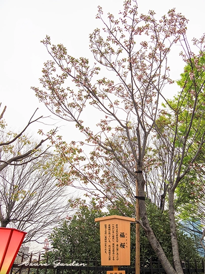 福桜（ふくざくら）- 'Fukuzakura' sakura