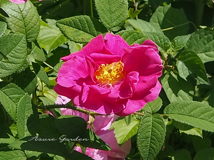 ロサ ガリカ オフィキナリス（Rosa gallica officinals）