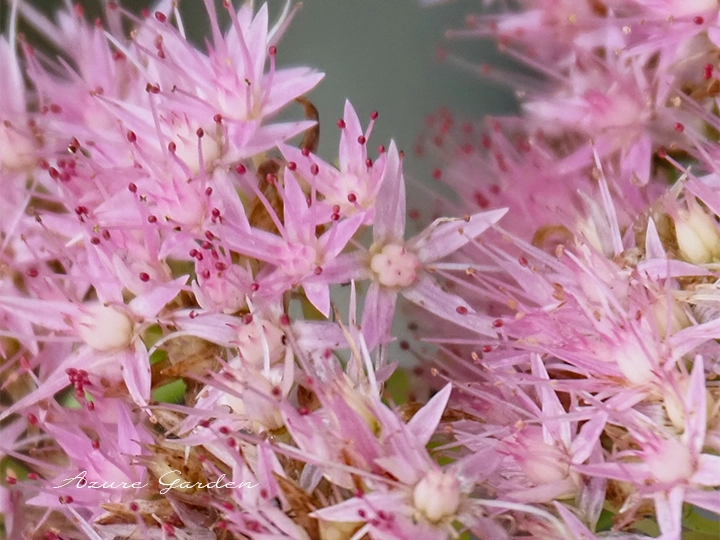 ピンク色の星形の小花を密集して咲かせるベンケイソウ