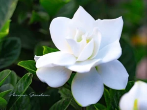 八重咲きのクチナシ（梔子） - Gardenia