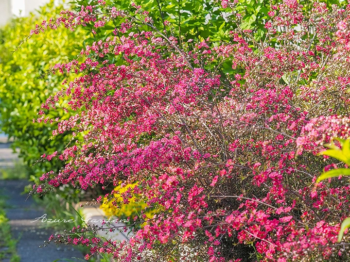 公園に咲くワックスフラワー