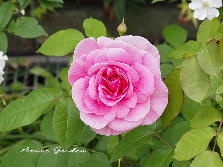 ガートルード・ジェキル（Gertrude Jekyll）