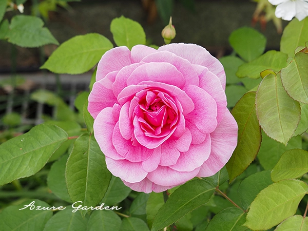 ガートルード・ジェキル（Gertrude Jekyll）