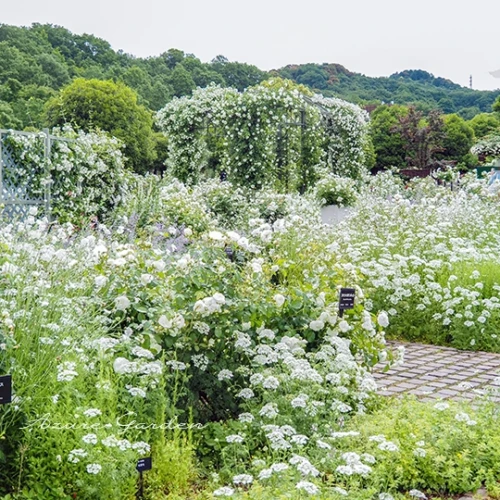 ホワイトガーデン